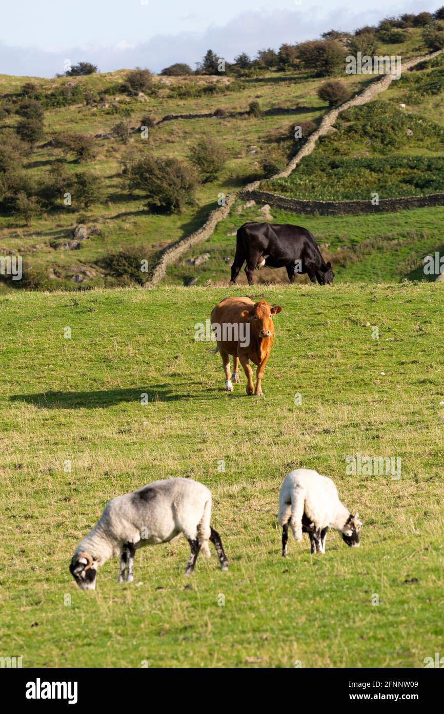 Livestock grazing in Cumbria, England. A cow walks towards sheep sharing the same field in the English Lake District. Stock Photo