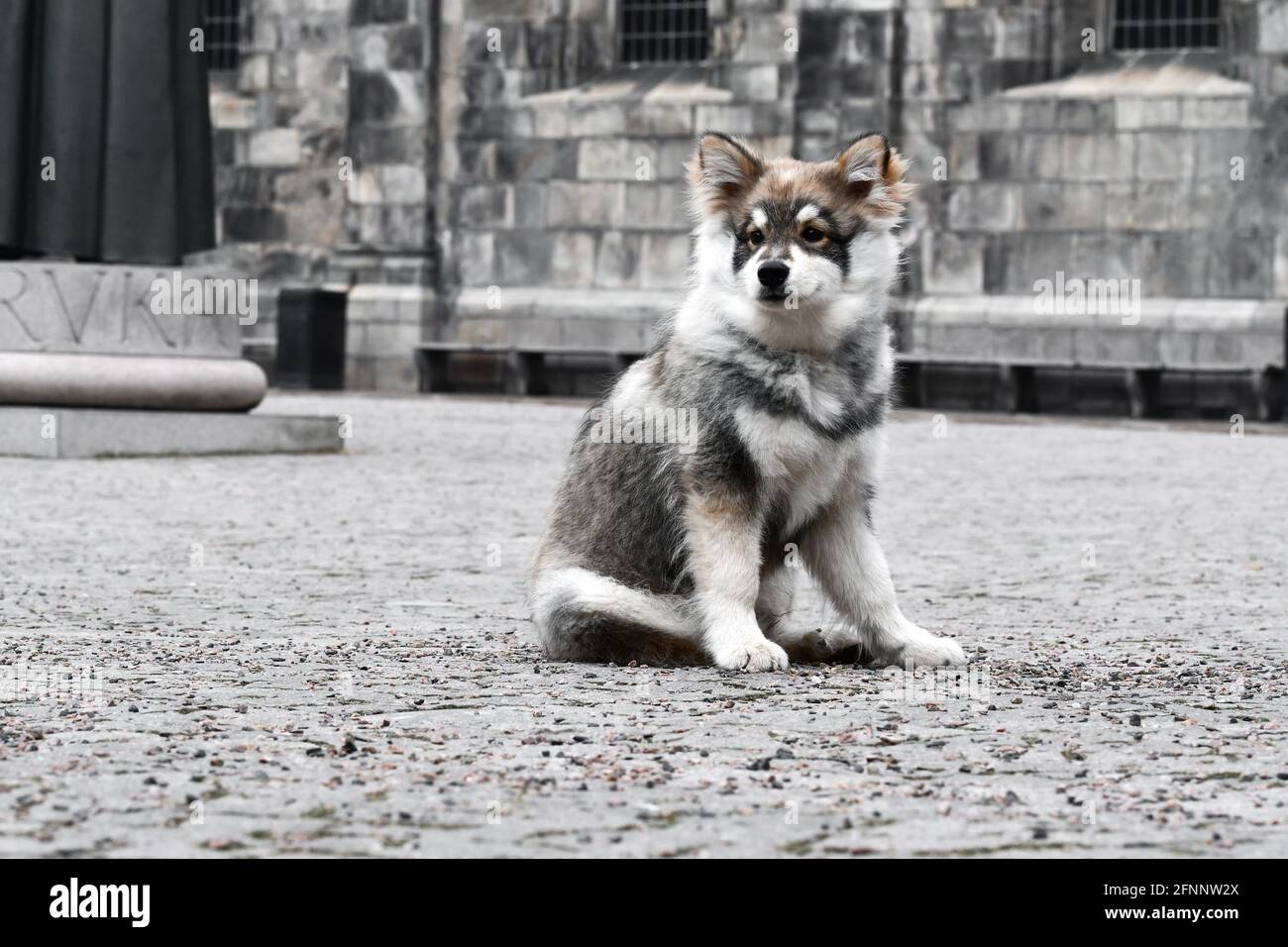 Portrait of a young puppy Finnish Lapphund dog in the city Stock Photo ...