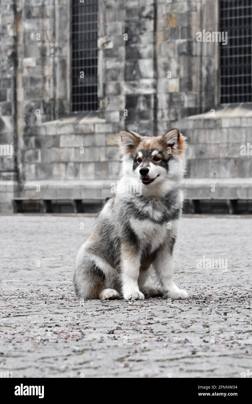 Portrait of a young puppy Finnish Lapphund dog in the city Stock Photo ...