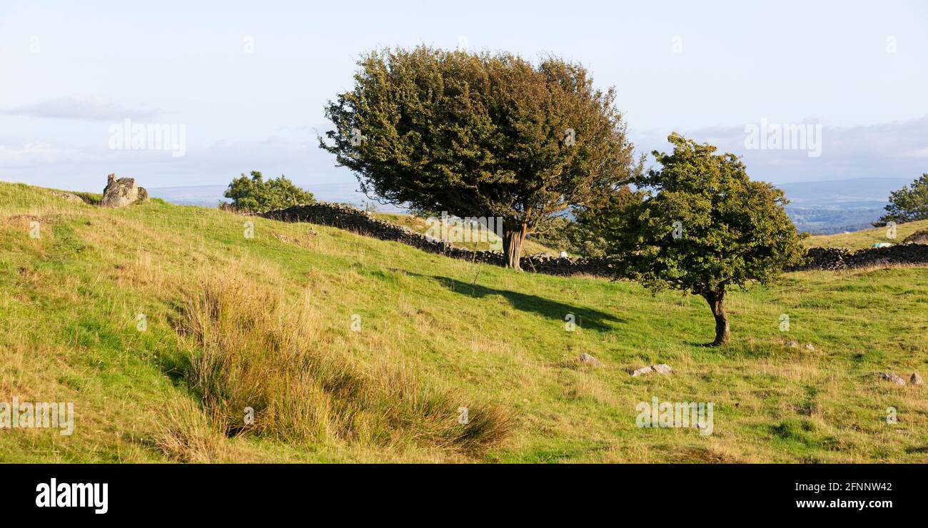 Trees in a field in Cumbria, England. The field is in the English Lake District. Stock Photo