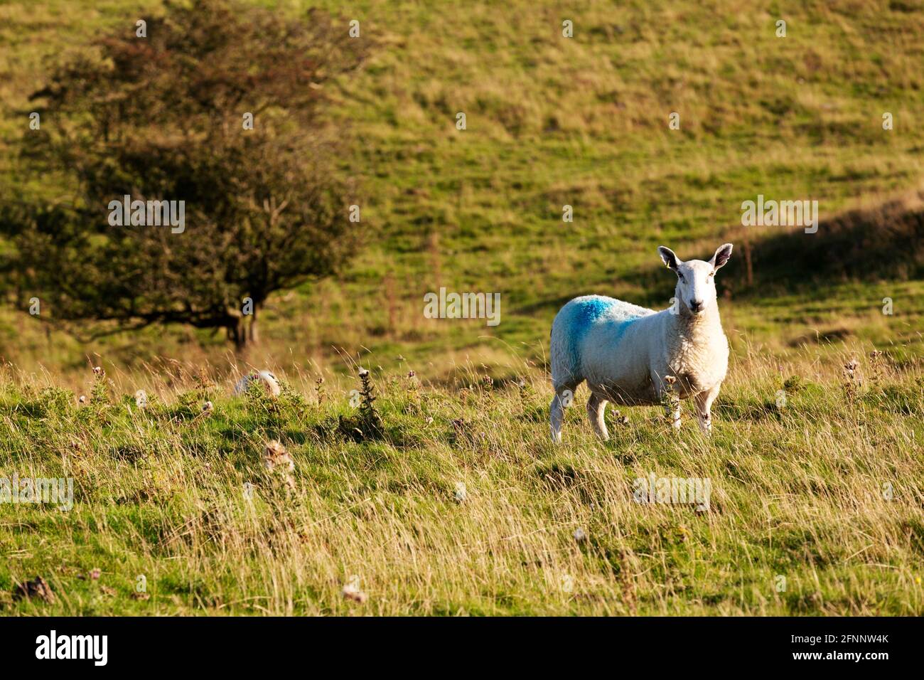 Sheep in a field in Cumbria, England. The field is in the English Lake District. Stock Photo