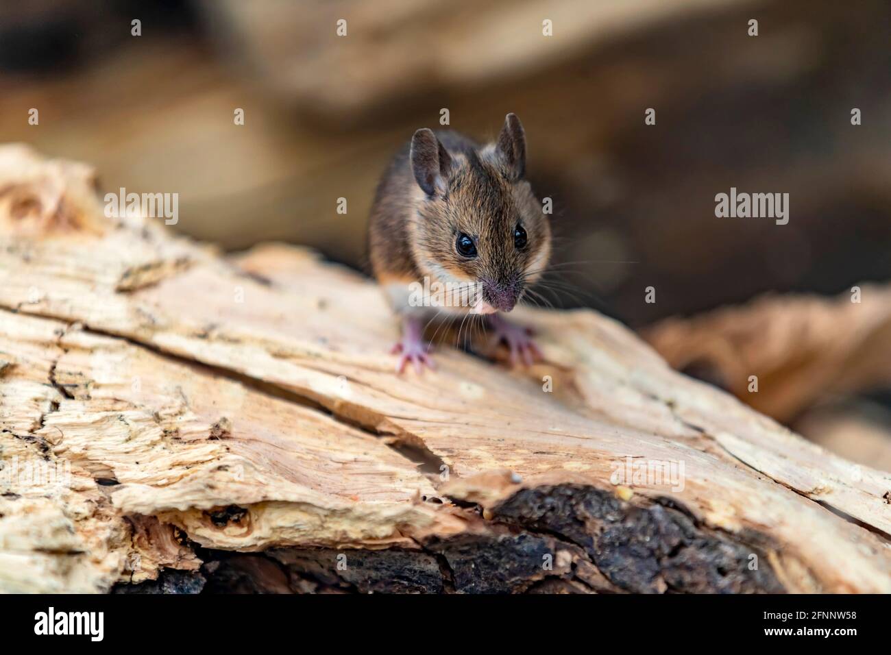 Field mouse. Apodemus sylavaticus also referred to as a Wood mouse, Northampton, England, UK