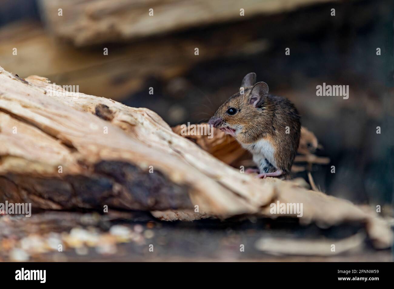 Field mouse. Apodemus sylavaticus also referred to as a Wood mouse, Northampton, England, UK