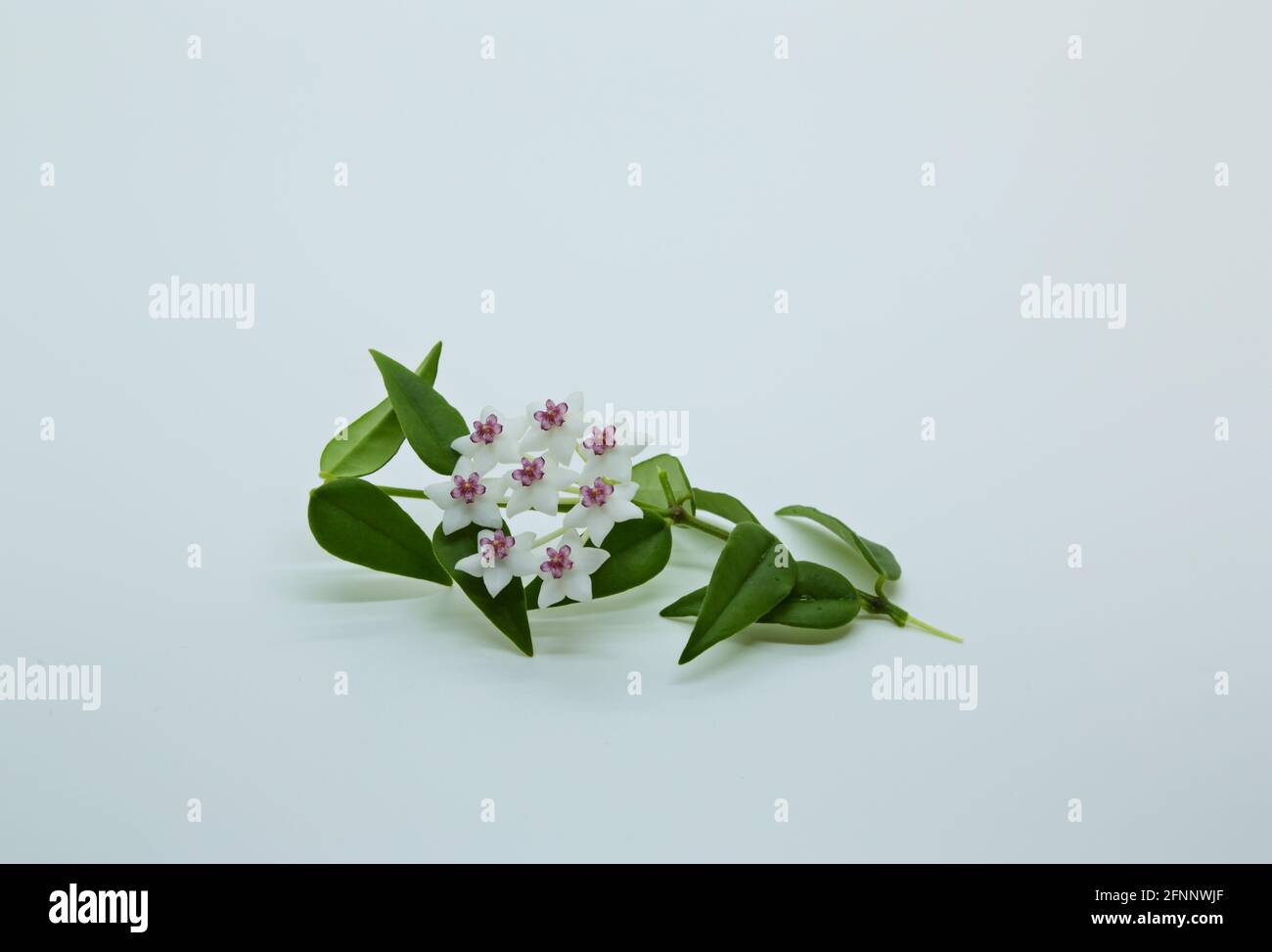 Beautiful flower branch of Hoya Bella with white back ground Stock Photo