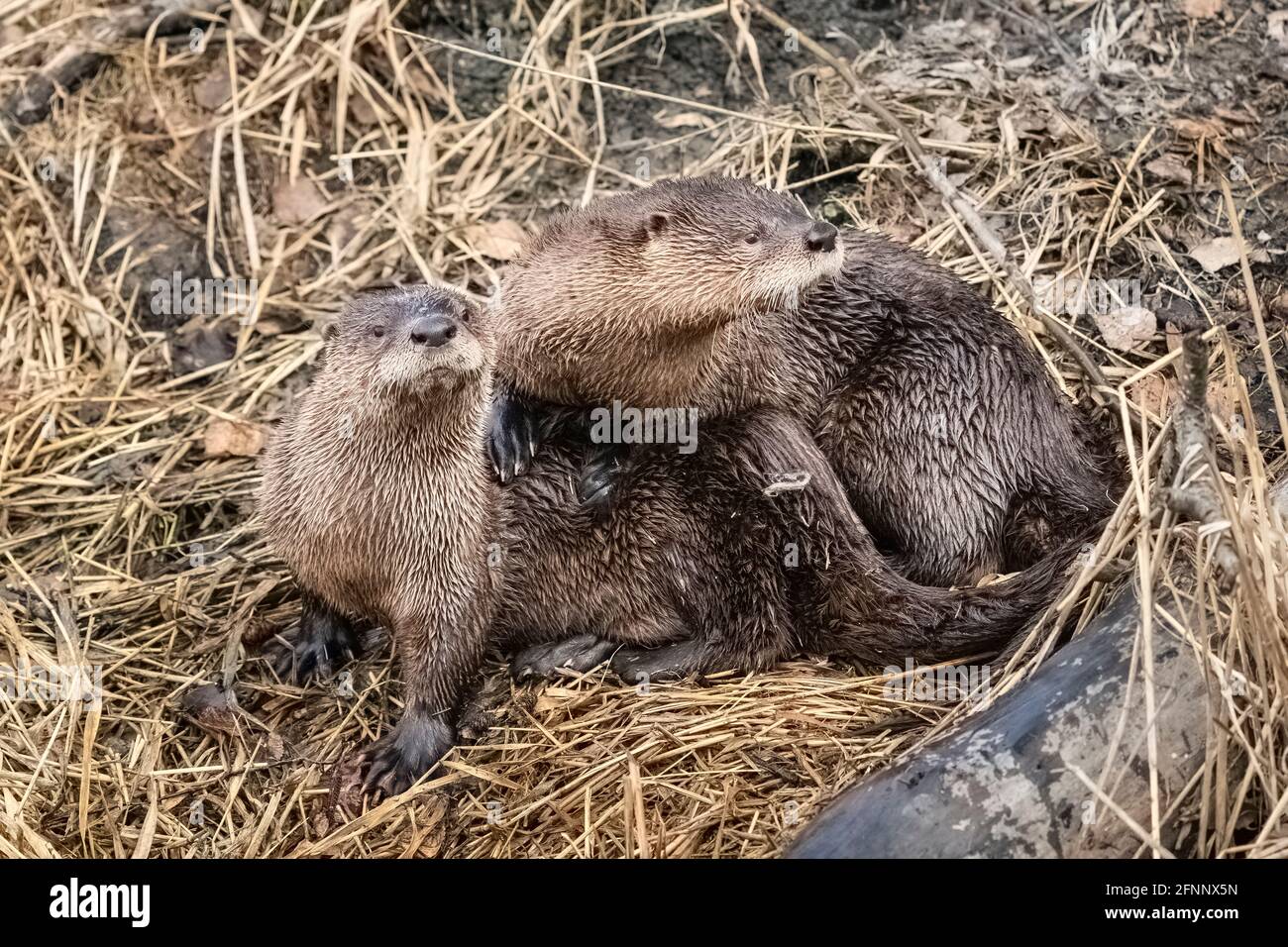 River Otters (Lutra canadensis) playing along lake in Southcentral Alaska. Stock Photo