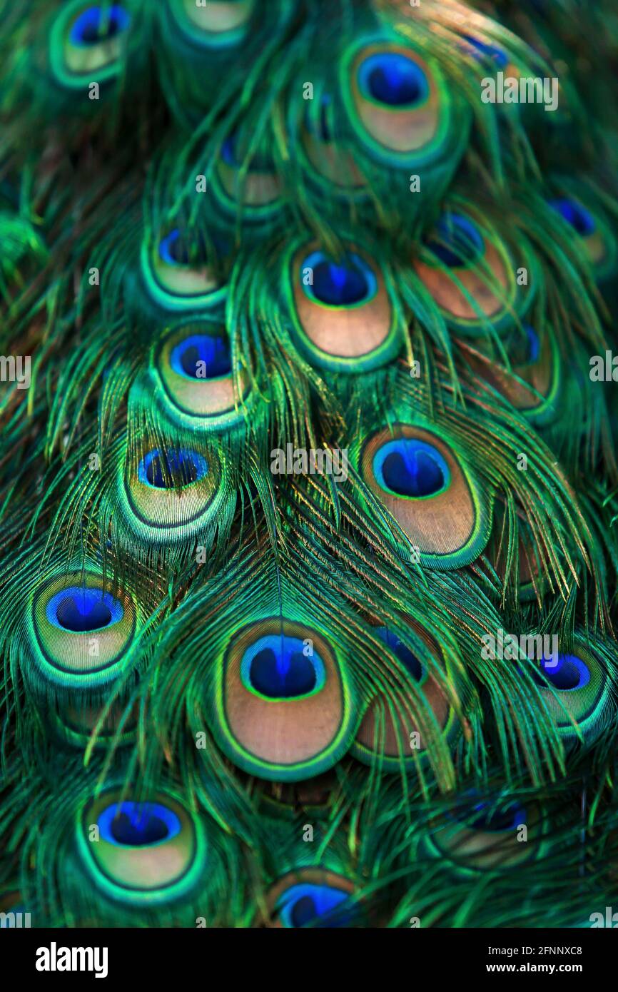 Close-up eyespot on a male Green Peacock's train feather. Elegant ...