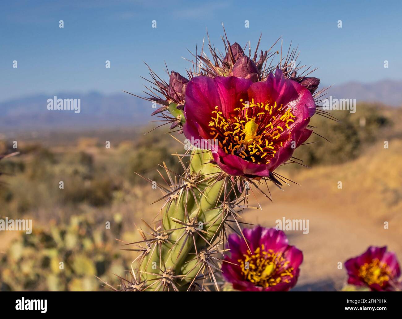 Blooming cholla cactus flower in the Arizona desert near Phoenix Stock  Photo - Alamy