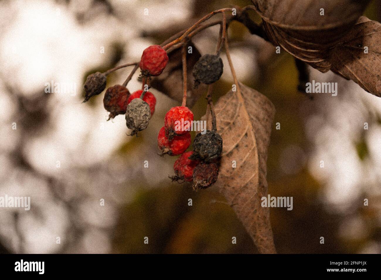dry rowan branches in autumn Stock Photo