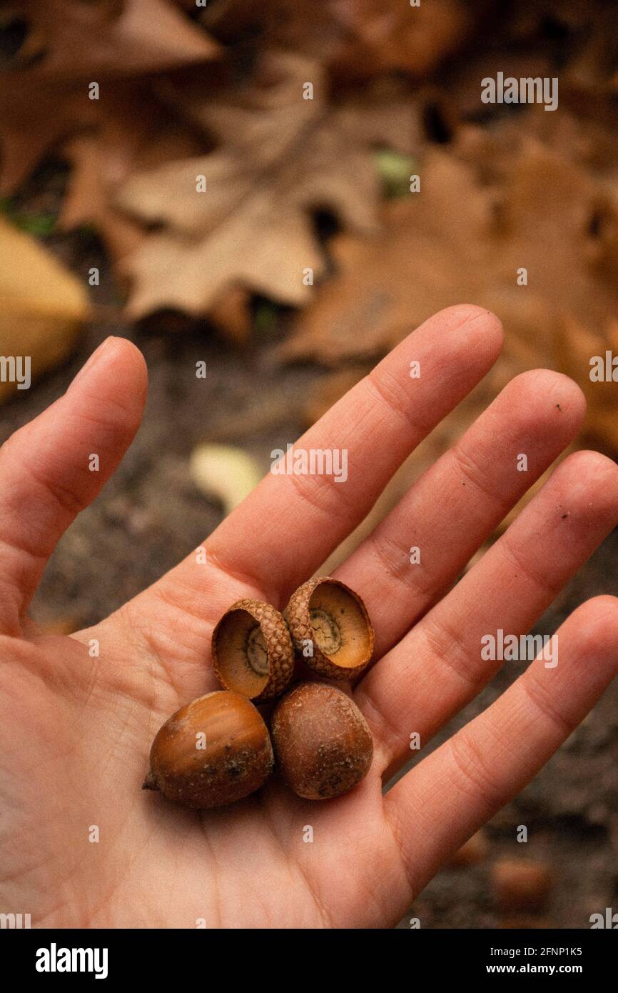 hand with acorns on forest background Stock Photo