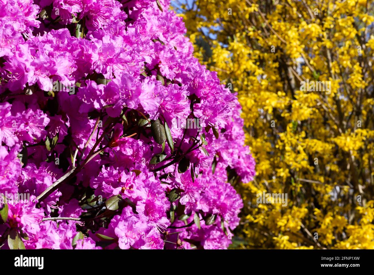 A rhododendron and a forsythia bush Stock Photo