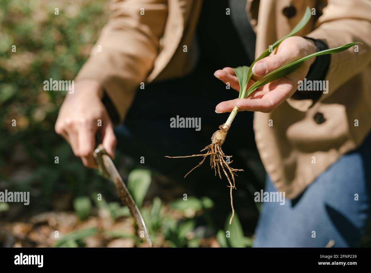 Female hands holding a wild ramp with roots on it in the woods Stock Photo