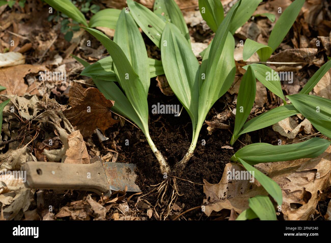 Wild ramps freshly picked with a knife in a leafy forest Stock Photo