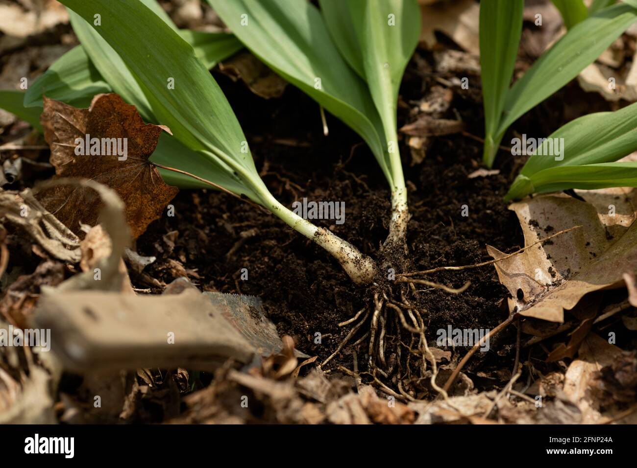 Close up spring onion roots hi-res stock photography and images - Alamy