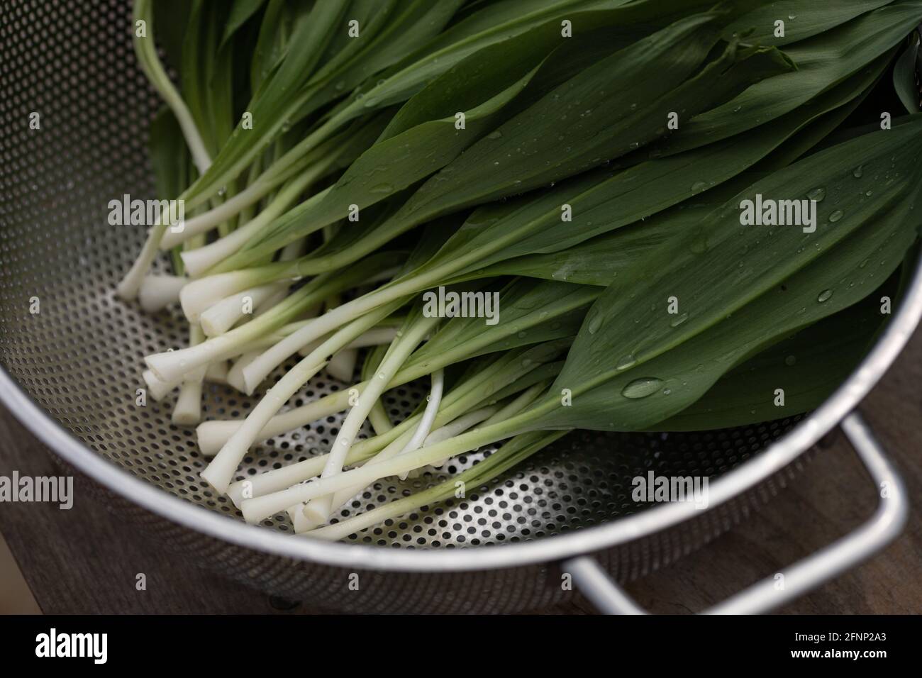 Freshly cut foraged ramps getting rinsed in a strainer in the sink Stock Photo
