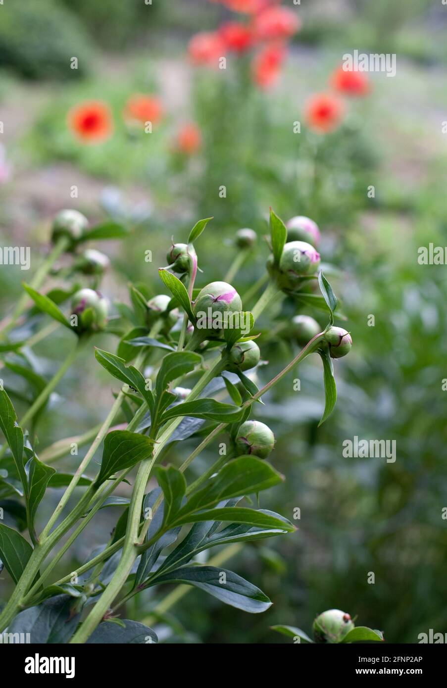 Pink peony flower buds in flower garden Stock Photo - Alamy