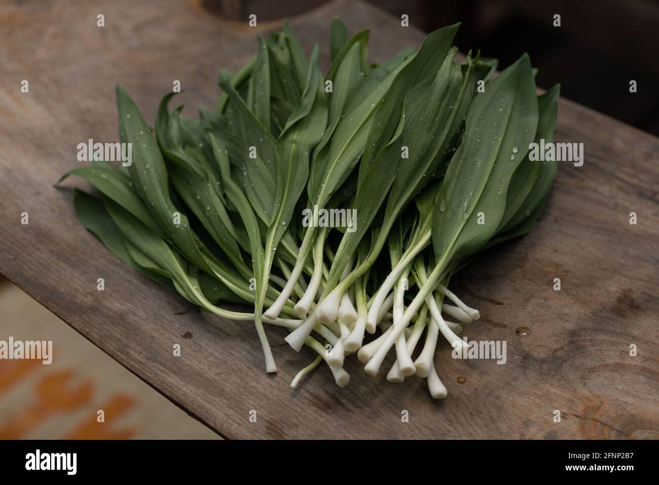 Freshly rinsed wild ramps with water droplets on a wooden background Stock Photo