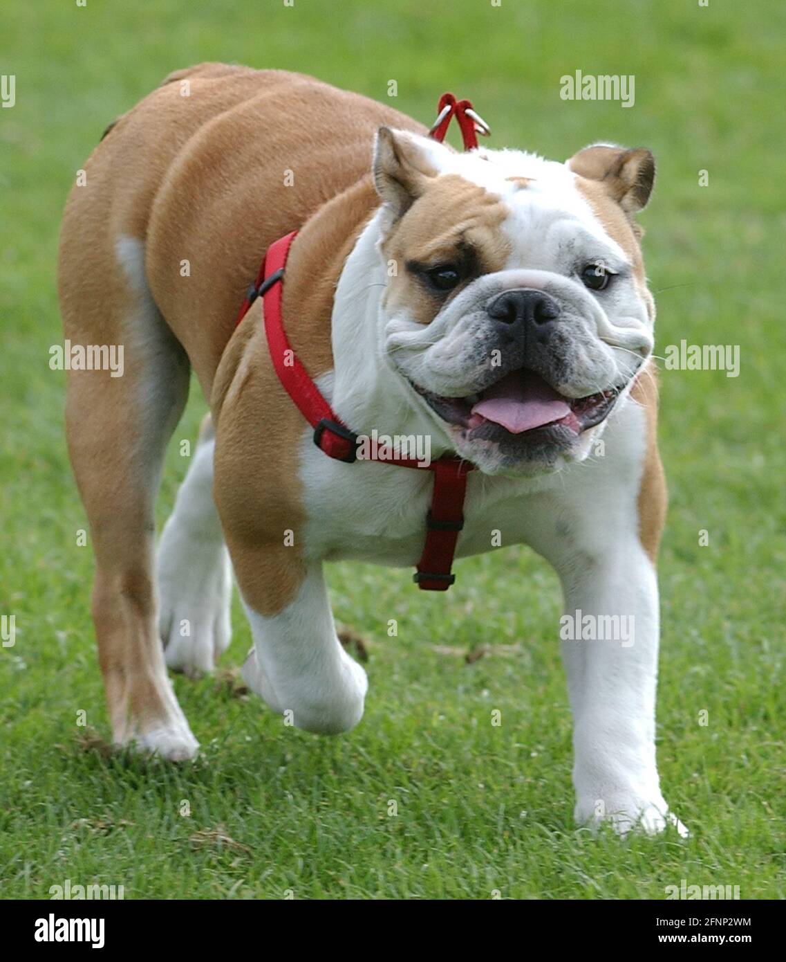Bubba The British Bulldog He Bought For Leukemia Sufferer Tom Prince By Portsmouth Manager Harry Redknapp Pic Mike Walker 04 Stock Photo Alamy Bubba The British Bulldog He Bought For Leukemia Sufferer Tom Prince By Portsmouth Manager Harry Redknapp Pic Mike Walker 04 Stock Photo Alamy