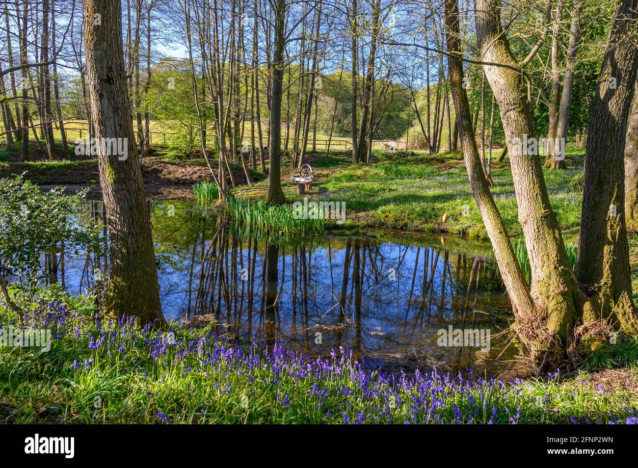 Woodland pond hires stock photography and images Alamy