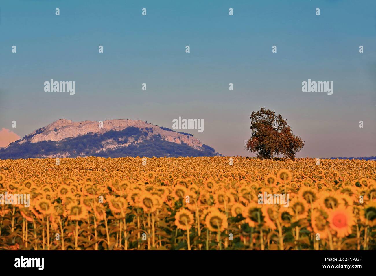 Sunflower field under the midsummer sun. Mezkia village-Alava province-Basque Country-Spain-50 Stock Photo