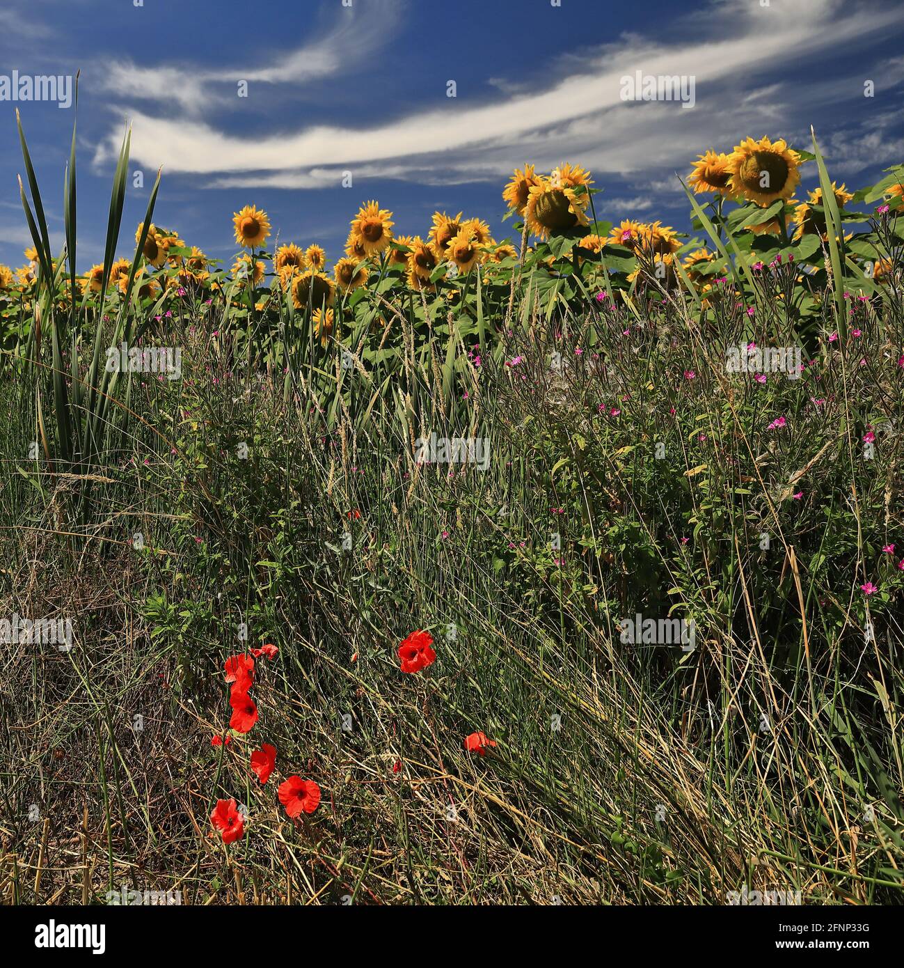 Sunflower field-red poppies under the Castilian sun. Bureba region-Burgos province-Spain-13 Stock Photo