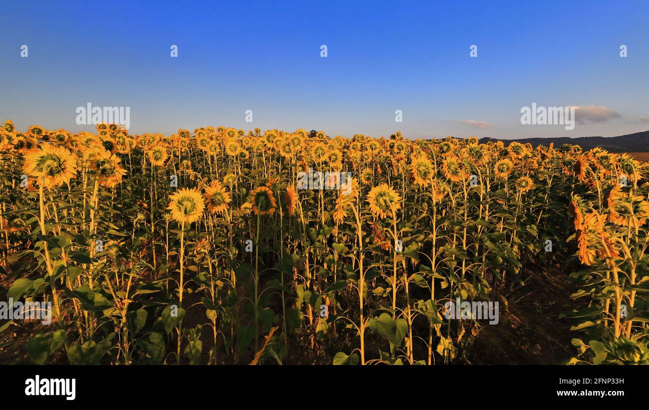 Close-up of sunflowers under the midsummer sun-Mezkia village-Alava province-Basque Country-Spain-48 Stock Photo