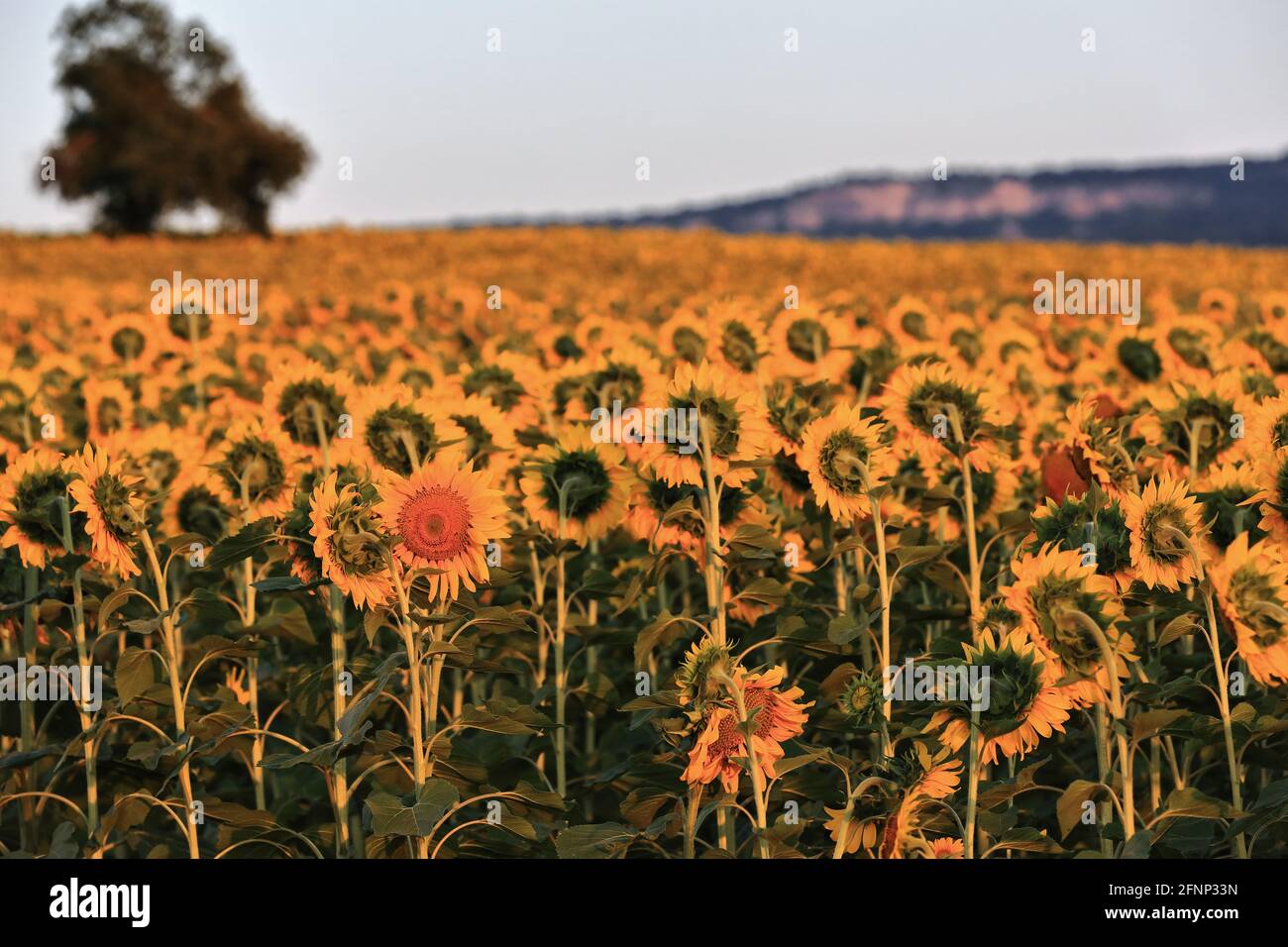 Sunflower field under the midsummer sun. Mezkia village-Alava province-Basque Country-Spain-49 Stock Photo