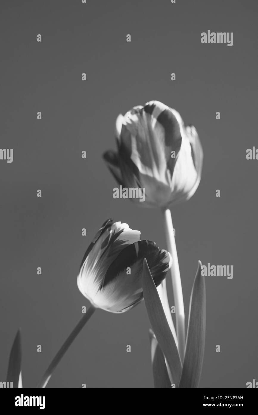 Still Life of Tulip Bulbs in a Vase Stock Photo Alamy