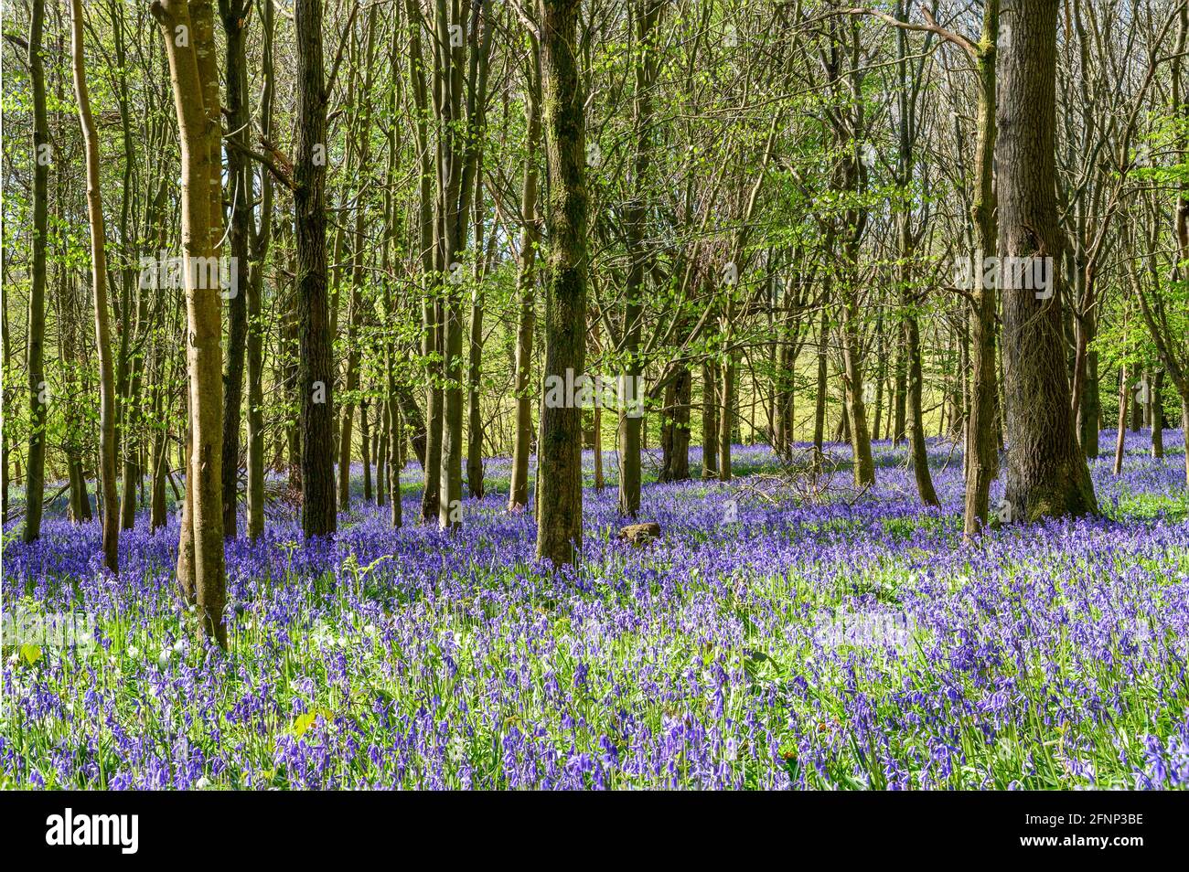 Morning light streaming in woodland with young trees and ground covered in bluebells. Walstead, West Sussex, England. Stock Photo
