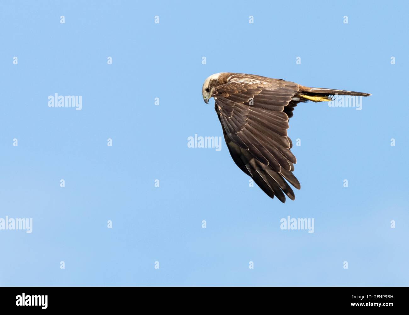 Female Marsh Harrier (Circus aeruginosus) in flight, Norfolk Stock Photo