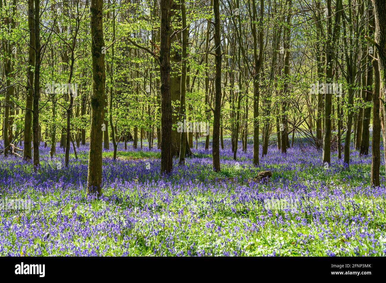 Morning light streaming in woodland with young trees and ground covered in bluebells. Walstead, West Sussex, England. Stock Photo