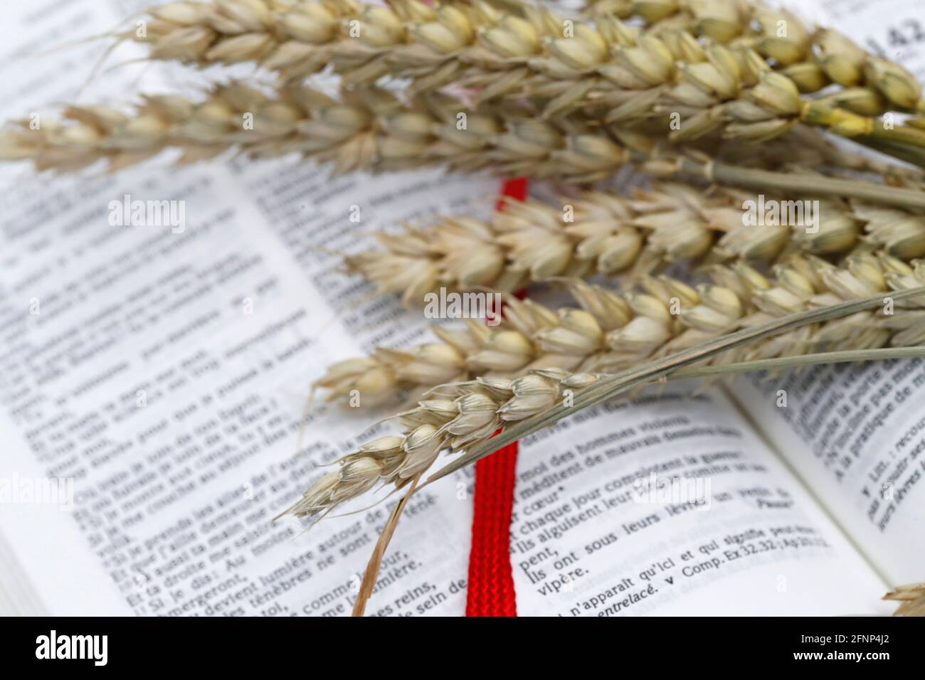 The Bible and ears of wheat as a symbol of spiritual and physical food. The Parable of the Sower. France. Stock Photo