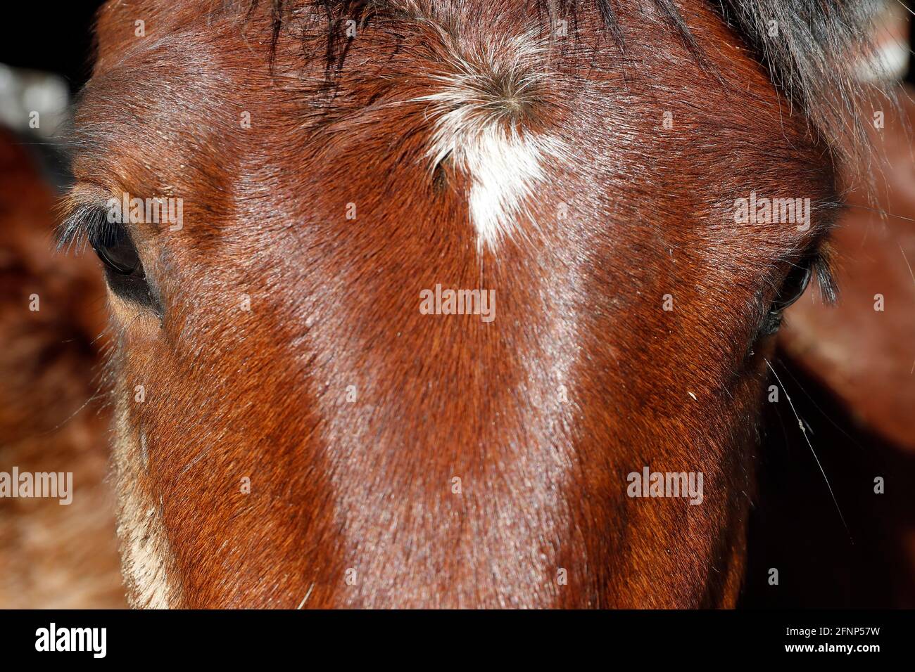 Horse. Closeup on eyes.  France. Stock Photo