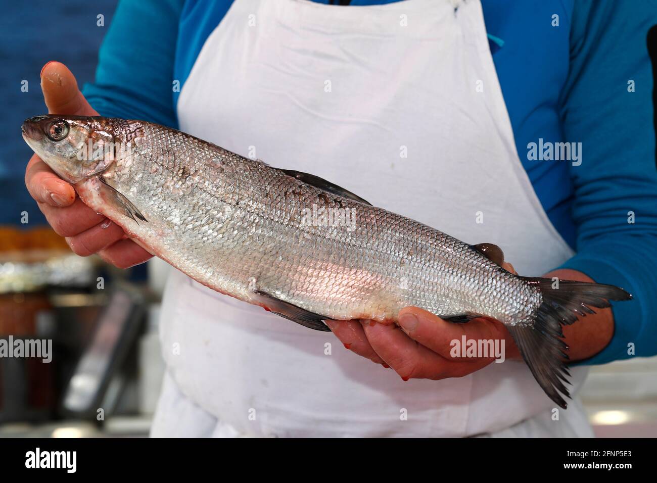 Fresh fish for sale at market. Fera ( genus Coregonus ).  Saint-Gervais. France. Stock Photo