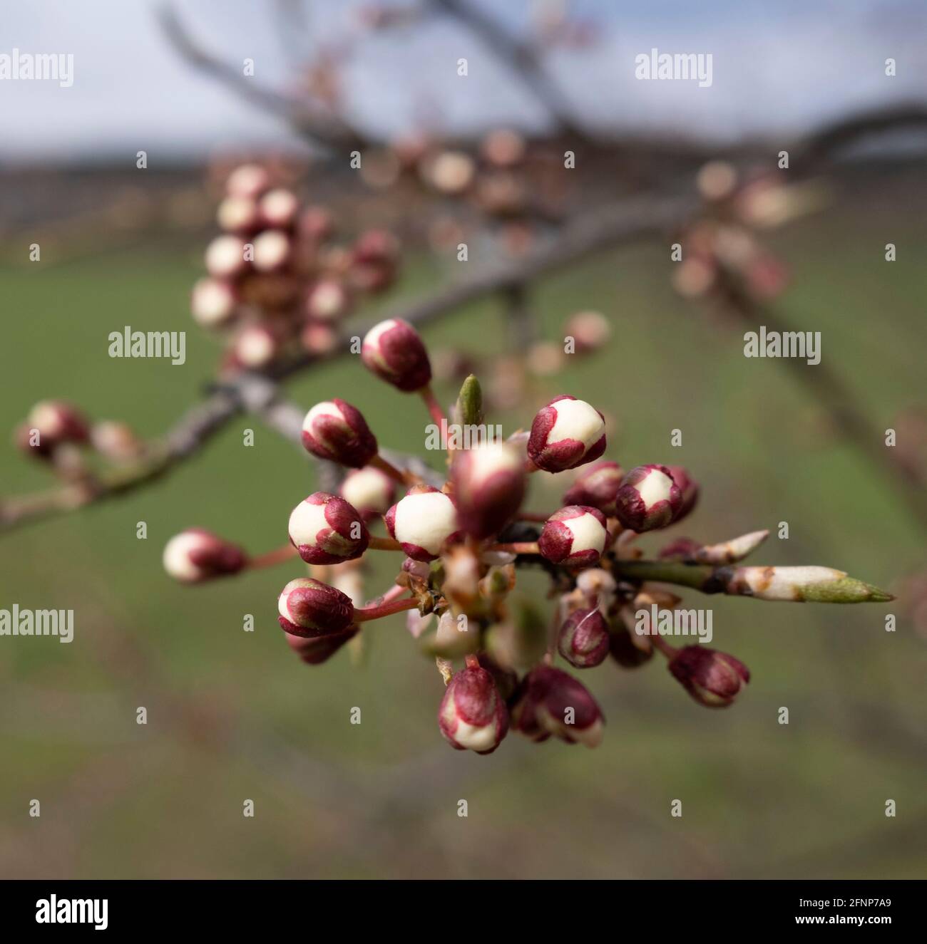 The apple-tree, Pyrus malus budding flowers in closeup Stock Photo