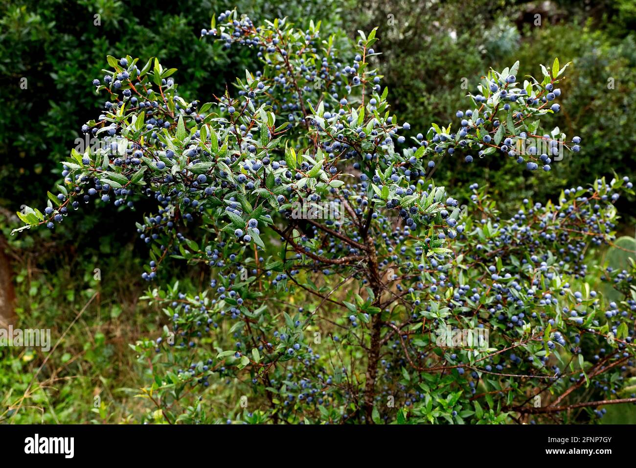 Myrtle tree in Marubbiu, Sardinia, Italy Stock Photo