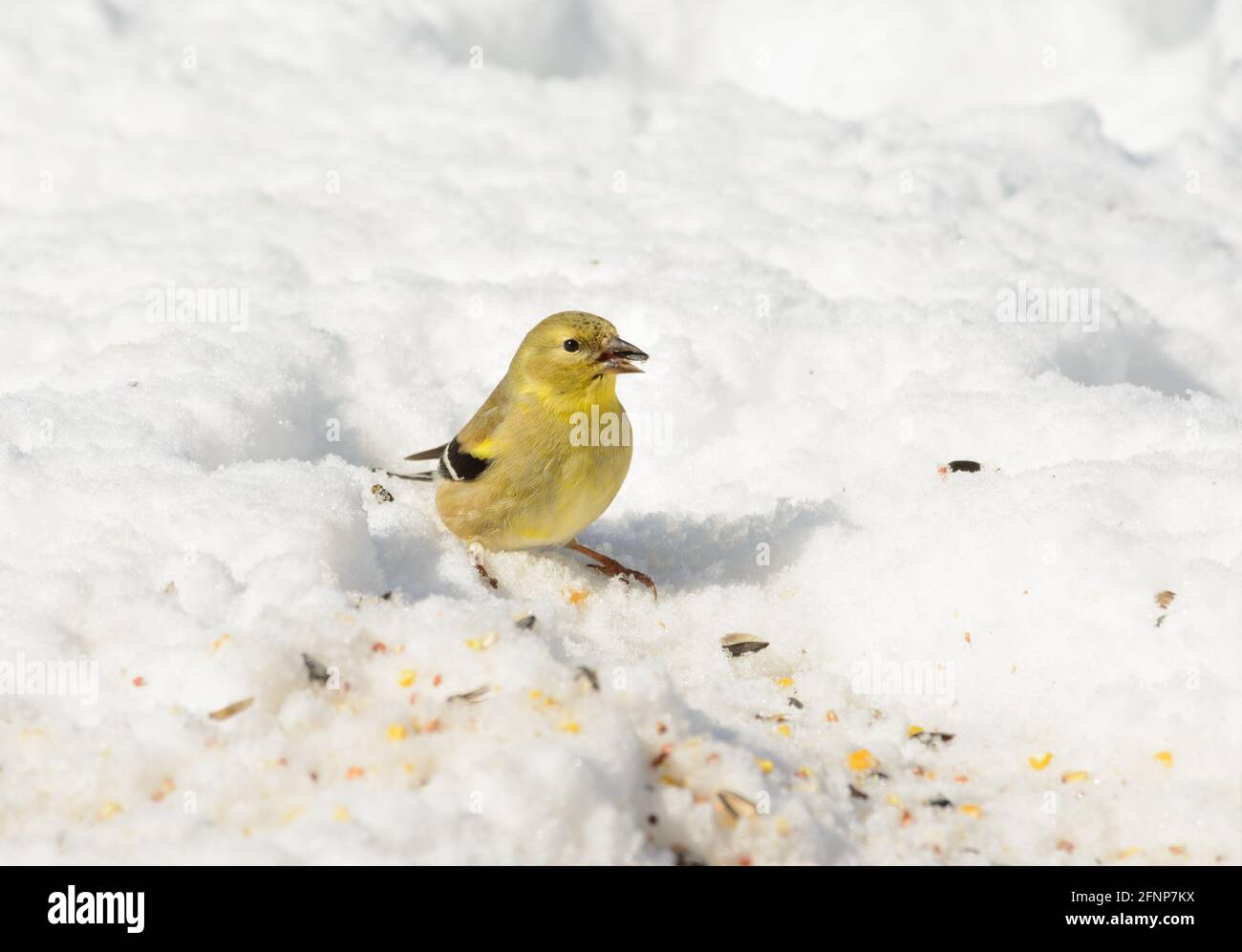 American Goldfinch sitting on snow, peeling a sunflower seed in his beak; on a sunny winter day Stock Photo