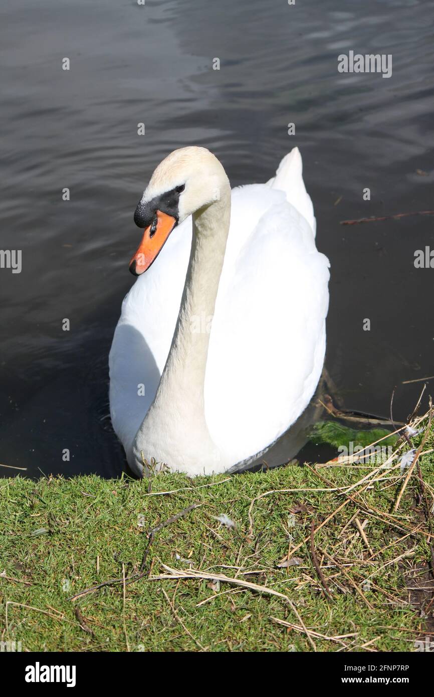 Waterfowl. Mute swan photographed sunbathing in a Scottish lake. Nature reserves and swan (Cygnus Olor). Stock Photo