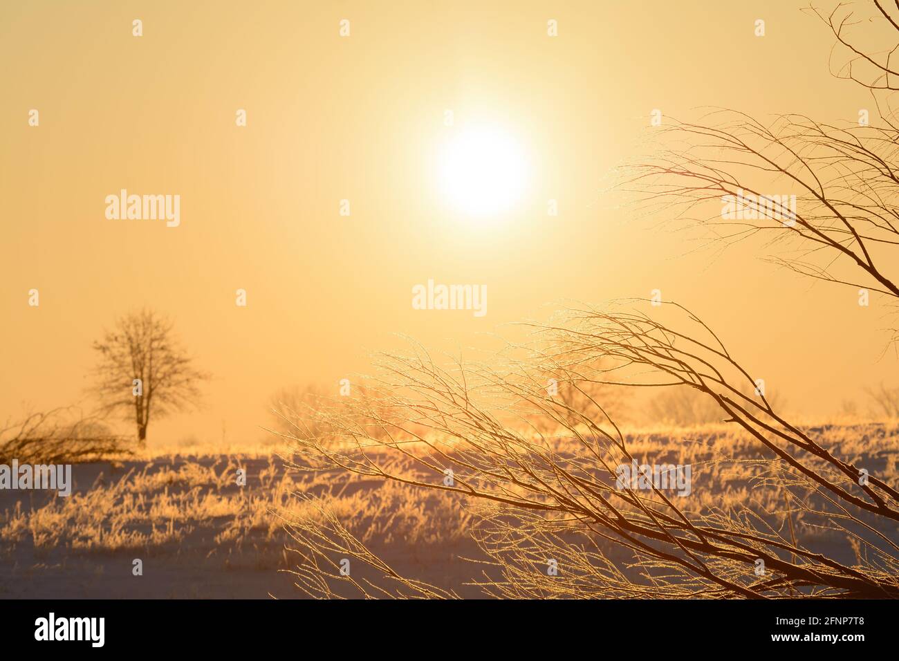 Frosty branches back lit by sun rising over a rural scene on a very ...