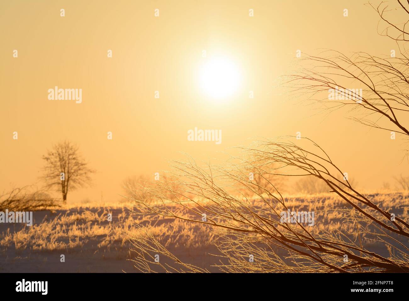 Frosty branches back lit by sun rising over a rural scene on a very cold winter morning Stock Photo