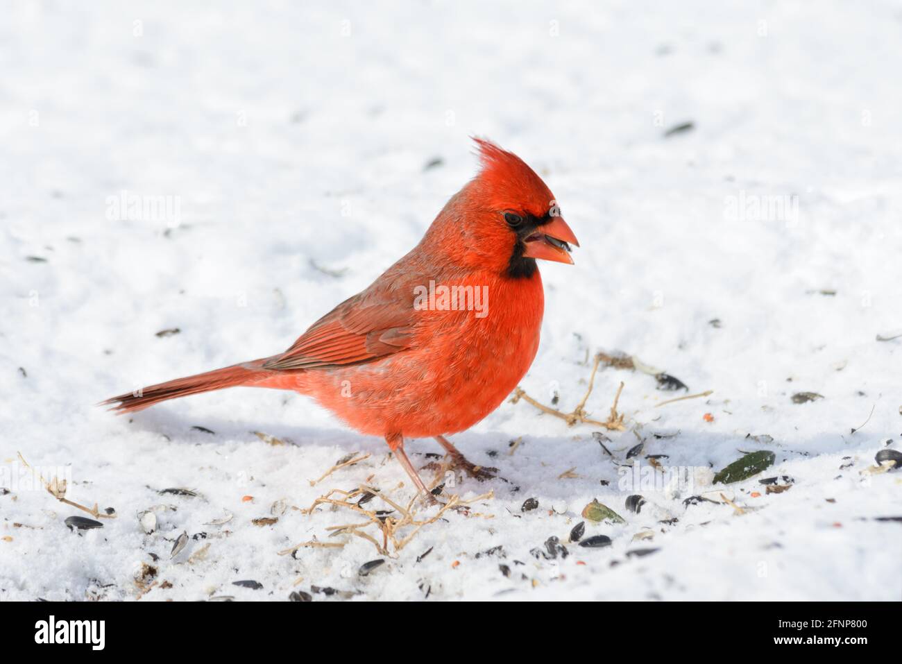 Brilliant red male Northern Cardinal in snow, eating sunflower seeds, on a sunny winter day Stock Photo