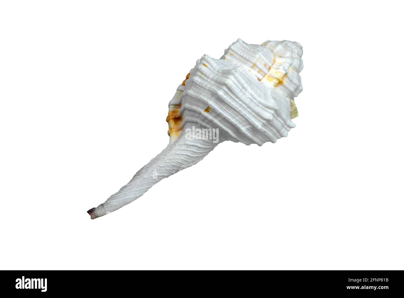 Haustellum species, sea snail, marine gastropod mollusk in the family Muricidae, the murex snails / rock snails on white background Stock Photo