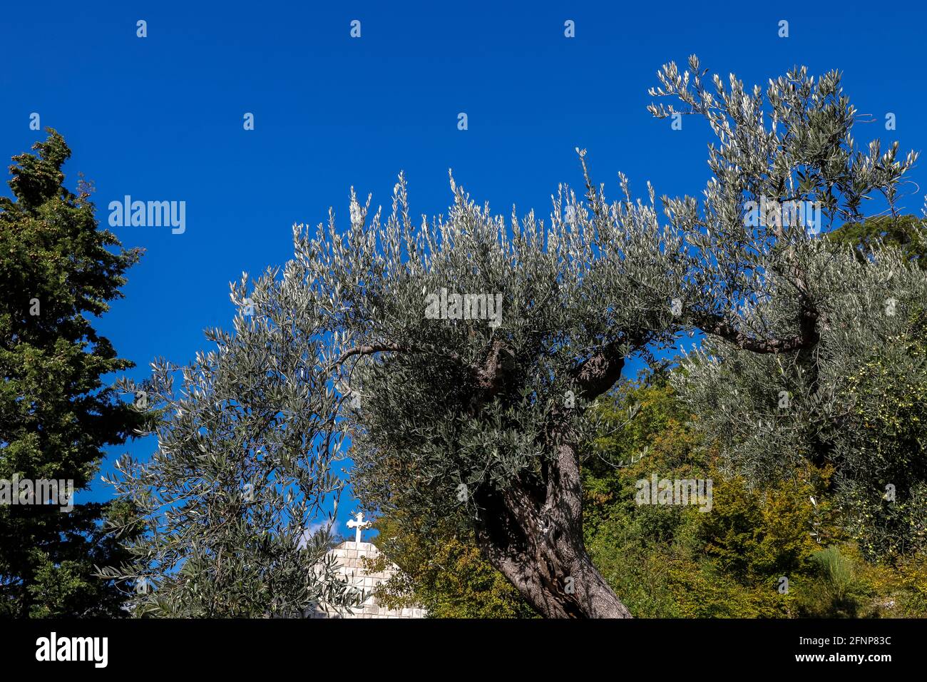 Olive trees in Prasvika monastery, Montenegro Stock Photo