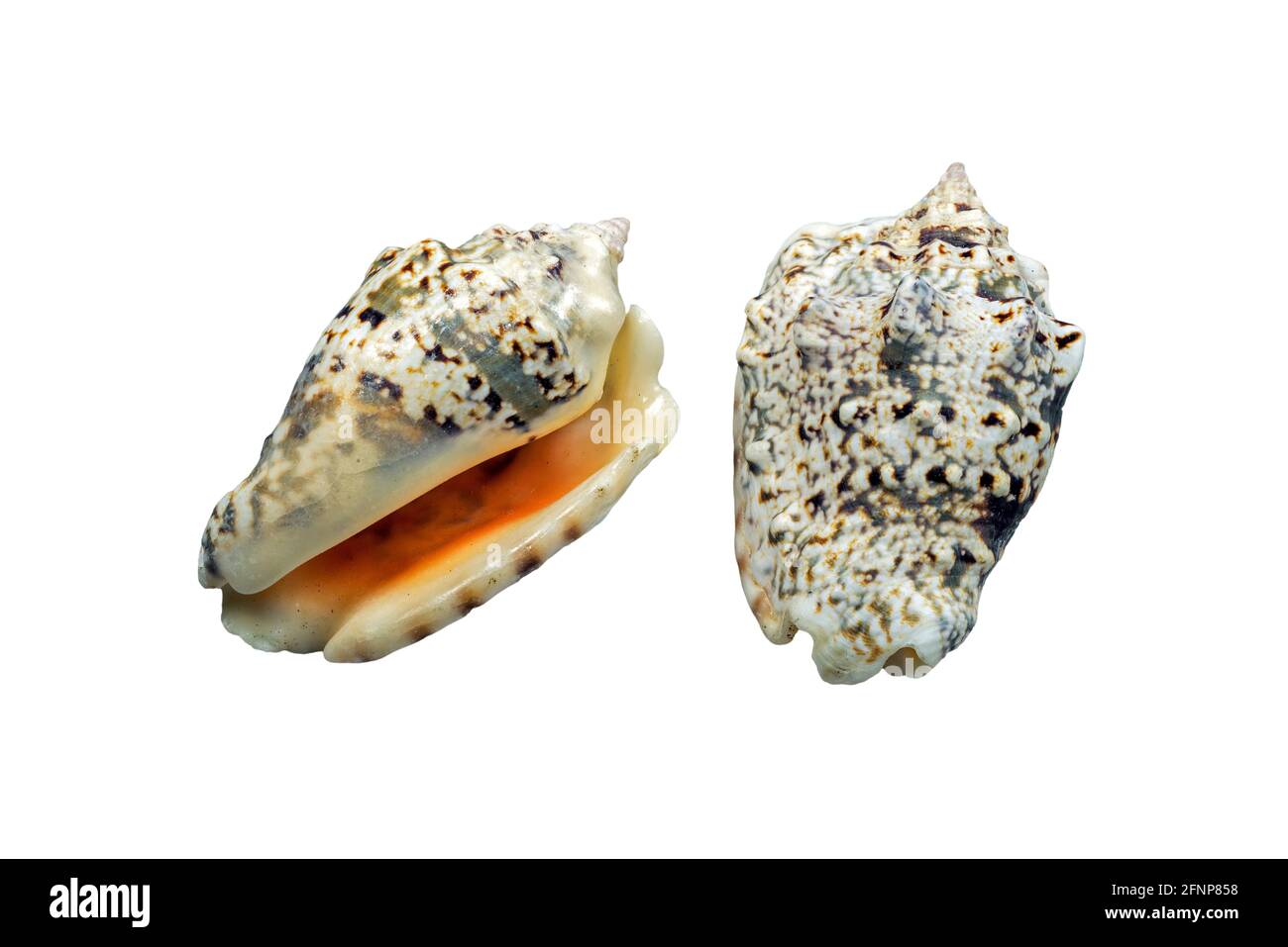 Silver conch (Lentigo lentiginosus / Strombus lentiginosus), sea snail, marine gastropod mollusk native to the Indo-Pacific against white background Stock Photo