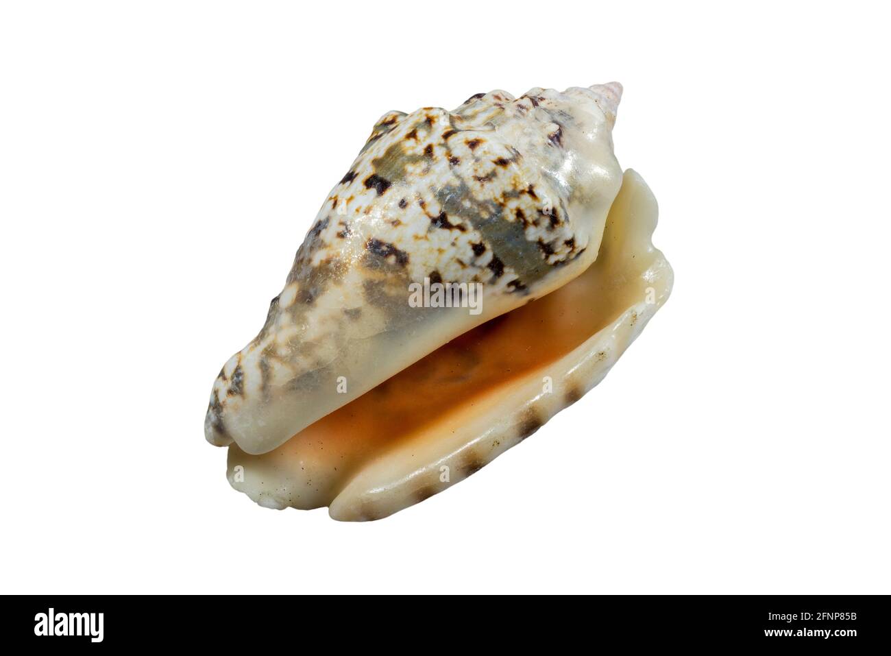Silver conch (Lentigo lentiginosus / Strombus lentiginosus), sea snail, marine gastropod mollusk native to the Indo-Pacific against white background Stock Photo