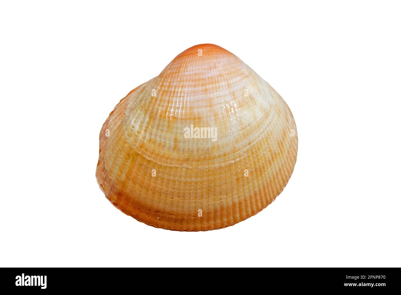 Fulvia boholensis, seashel of bivalve mollusc native to the Philippines against white background Stock Photo