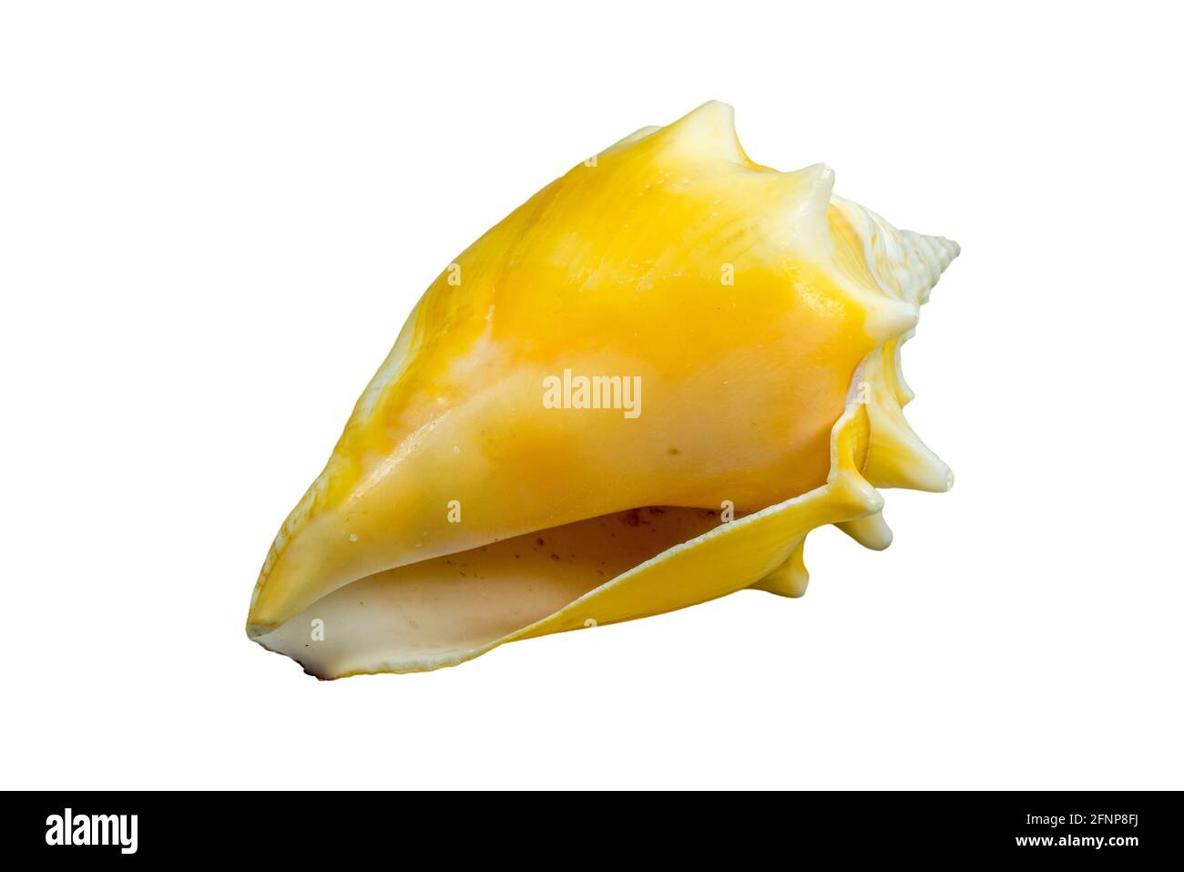 Florida fighting conch (Strombus alatus), sea snail, marine gastropod mollusk native to Western Atlantic Ocean and Gulf of Mexico on white background Stock Photo