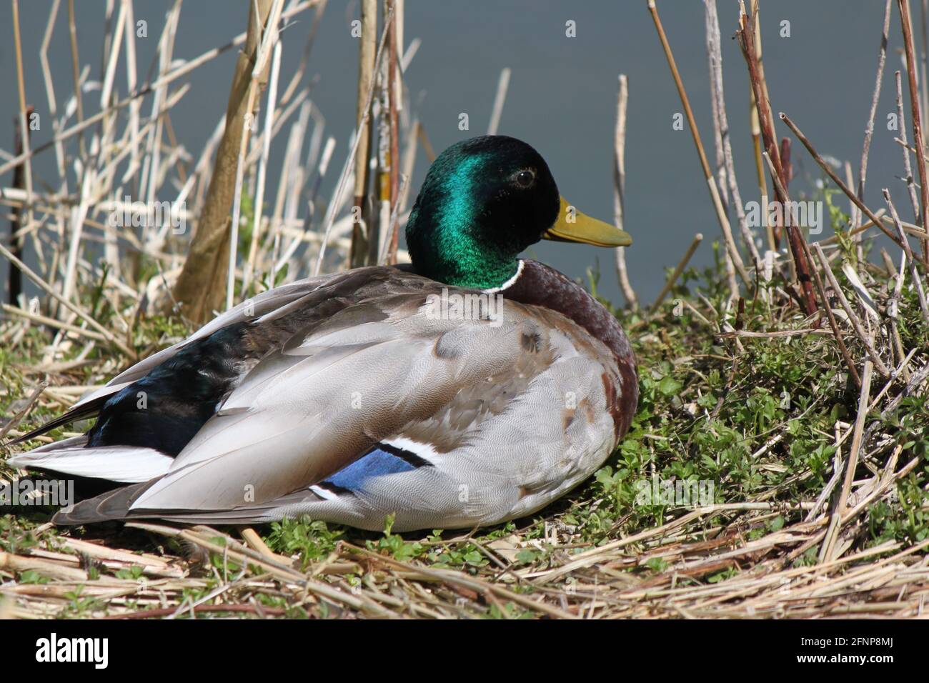 Duck (Mallard) captured sitting amongst lake shore reeds. Wildlife observation, birdwatching (duck watching) in spring. Ducks UK. Stock Photo