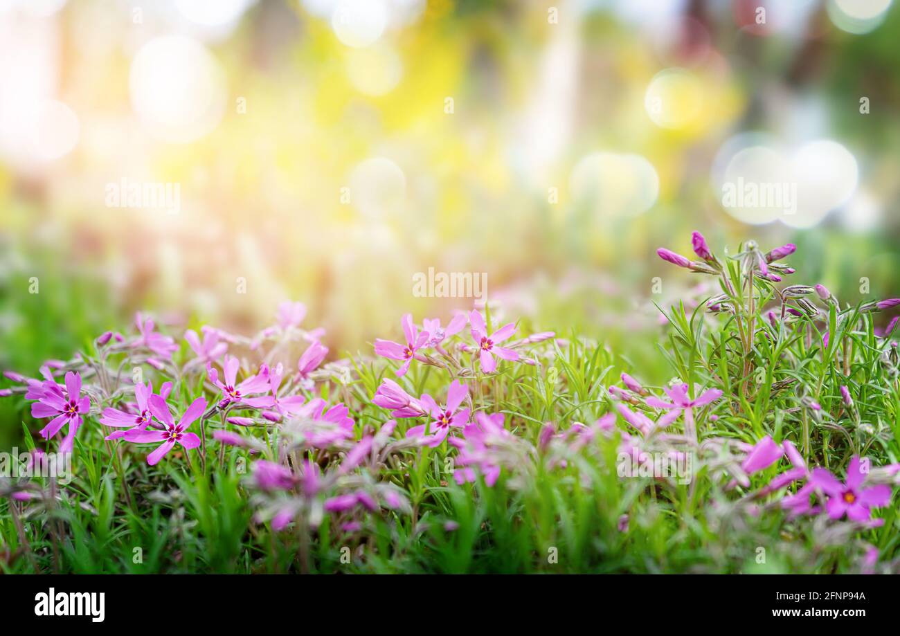 Summer background with blooming purple flowers and sunlight Stock Photo ...