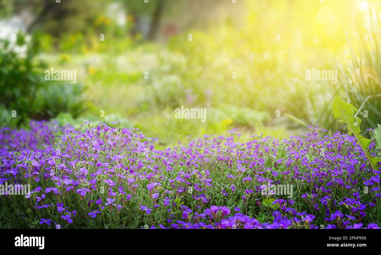 Purple flowers blooming. Summer background Stock Photo - Alamy