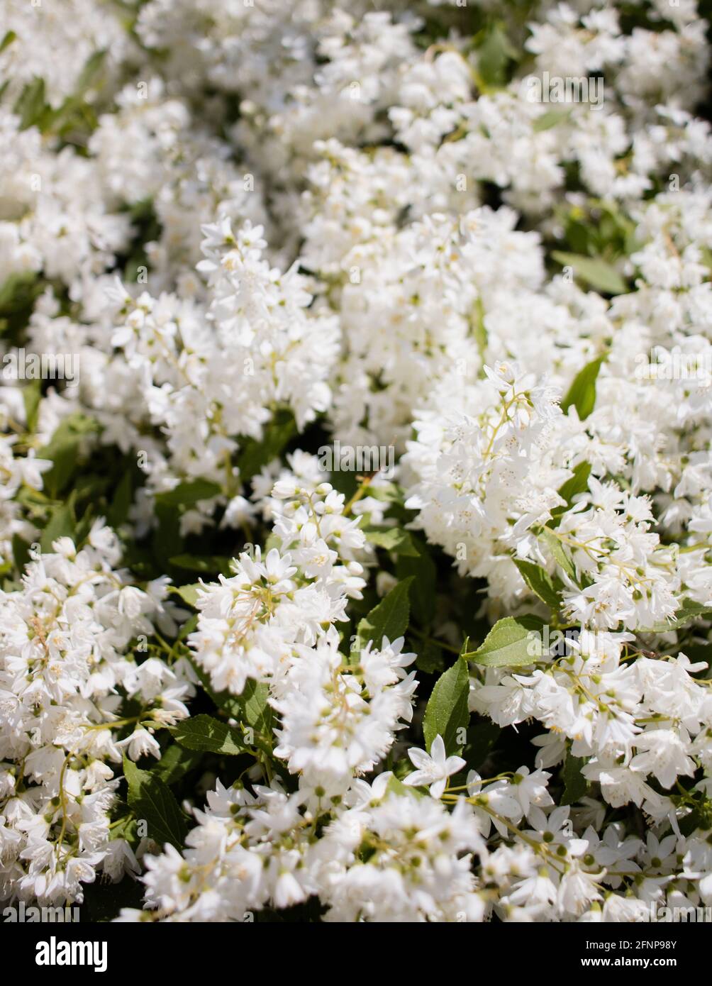 White flowers are seen blooming at the Brooklyn Botanic Garden in Brooklyn, New York, on May 15, 2021. Stock Photo